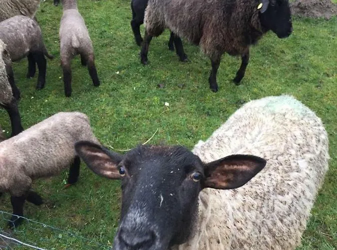 Huus 38c Vakantiehuis Westerdeichstrich